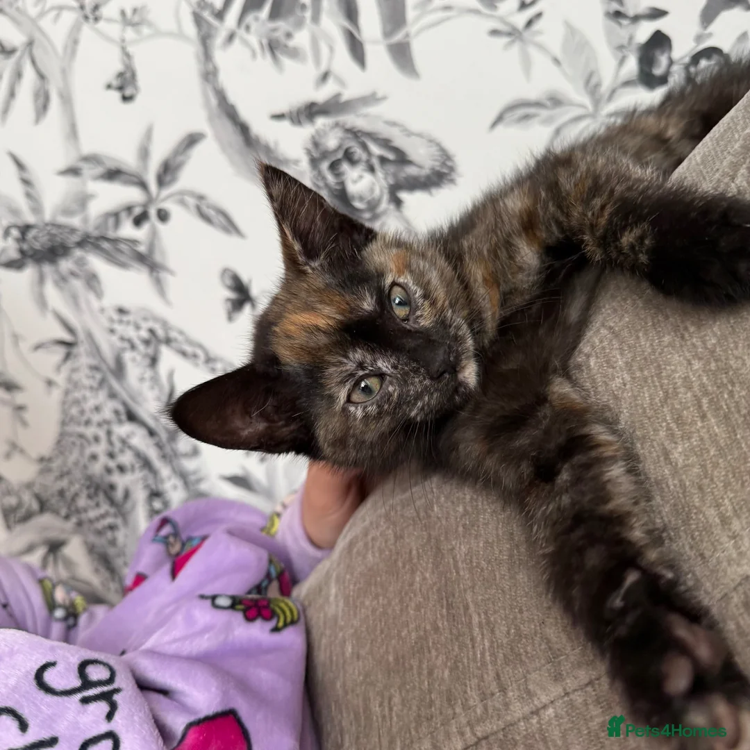 Mixed Breed cats for sale: One little girl left - Advert 2