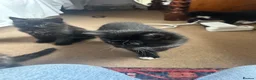 Mixed Breed cats for sale: Four kittens looking for good homes! in Edinburgh - Advert 12