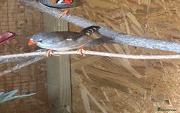Finches birds for sale: Zebra Finches  - Image 3
