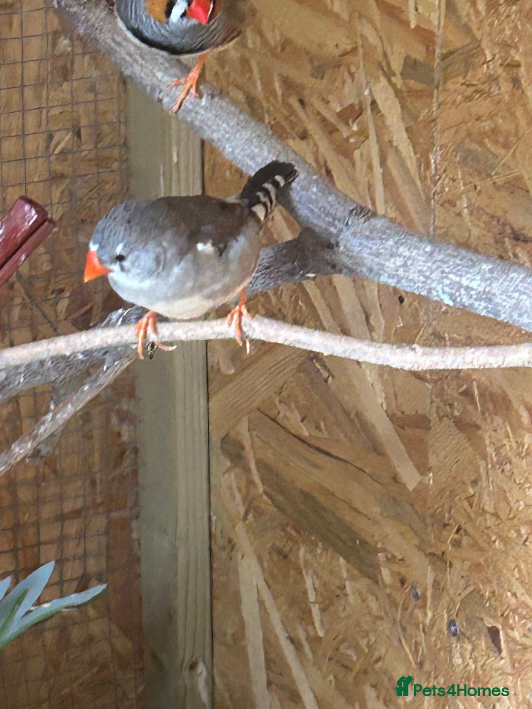 Finches birds for sale: Zebra Finches  - Image 3
