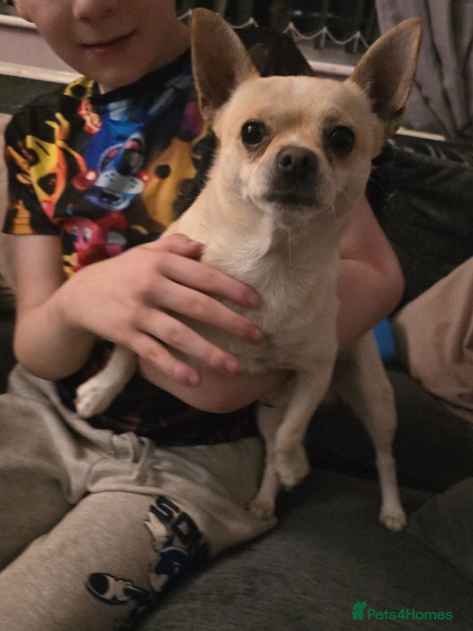 Chihuahua dogs Chihuahua male for sale  - Advert 1