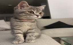 British Shorthair cats for sale: Boy & Girl British Shorthair kittens  - Image 4