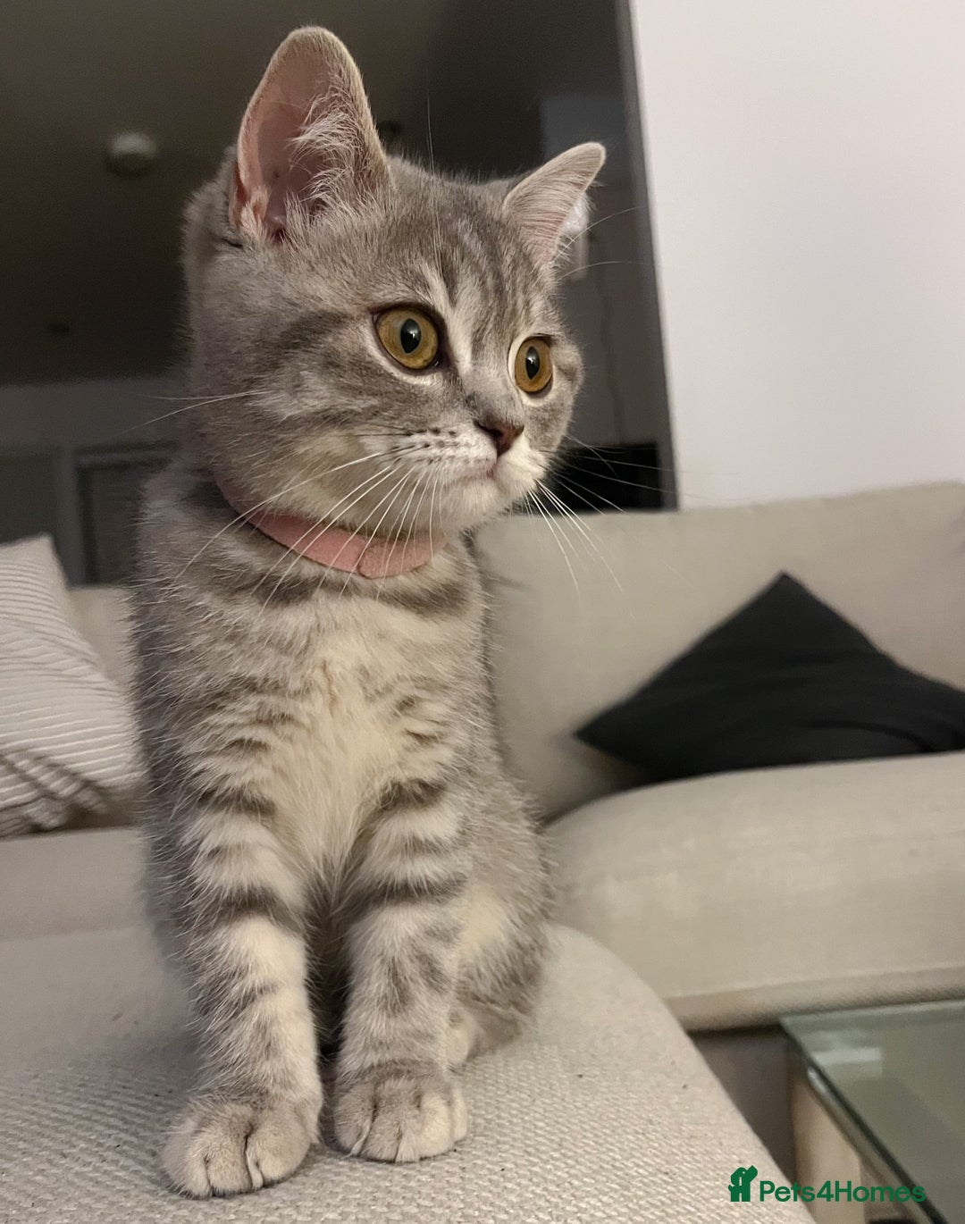 British Shorthair cats for sale: Boy & Girl British Shorthair kittens  - Image 4