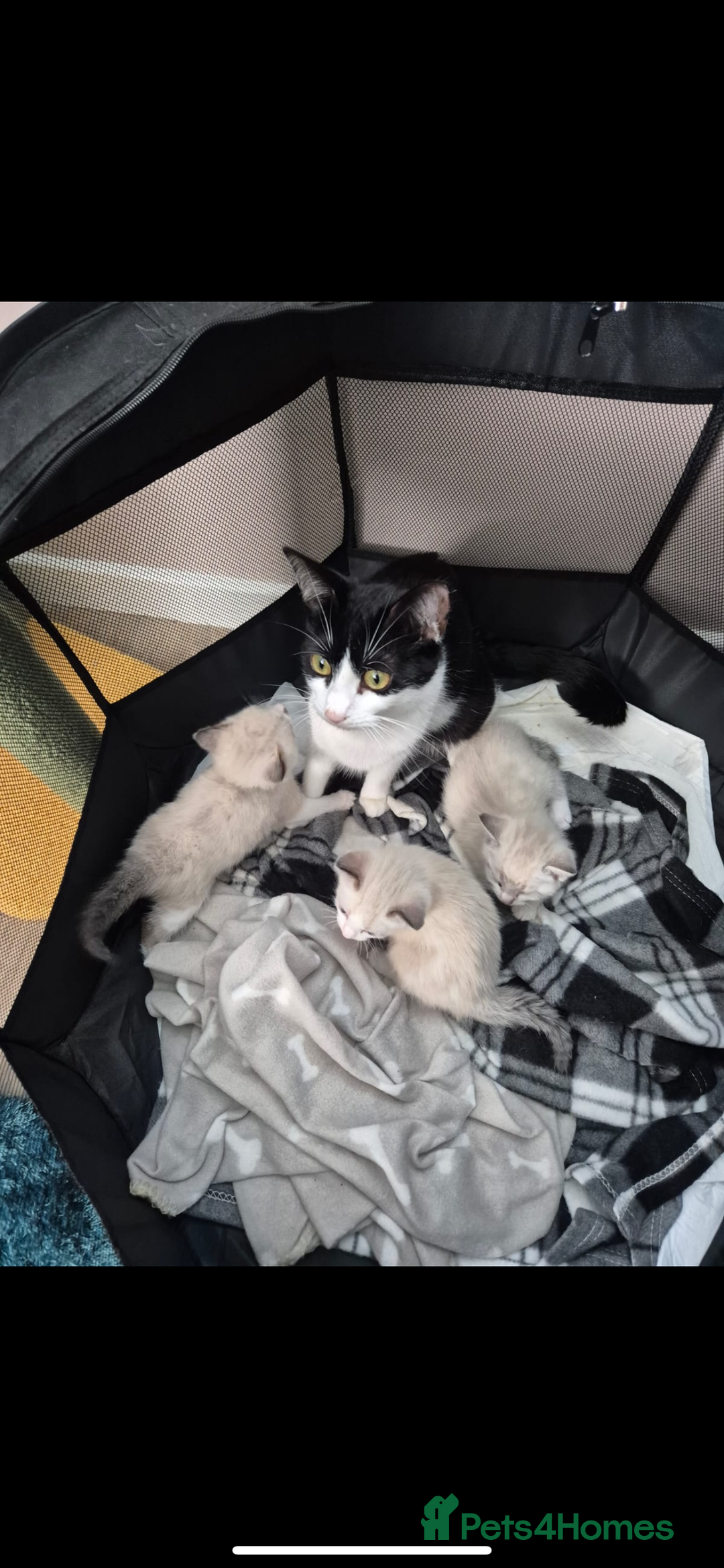Mixed Breed cats for sale: Mixed breed rag doll - Image 9