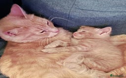 Mixed Breed cats for sale: Fluffy Ginger & White Kittens  - Image 7