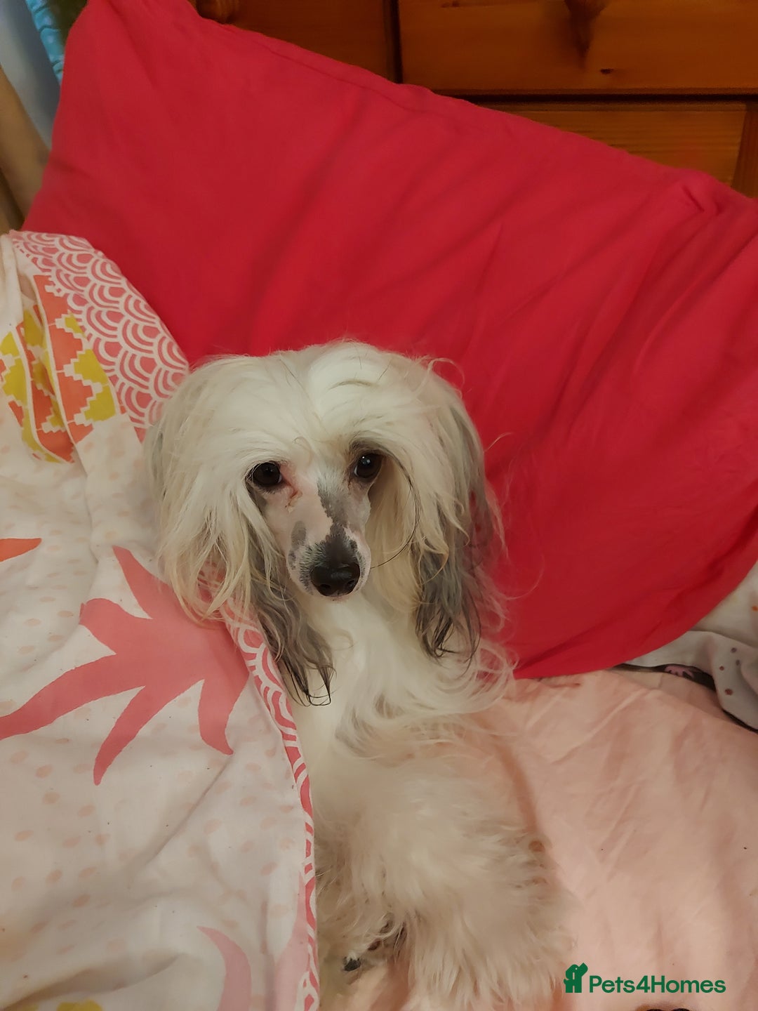 Chinese Crested dogs for sale: KC registered Male puppy  - Advert 1