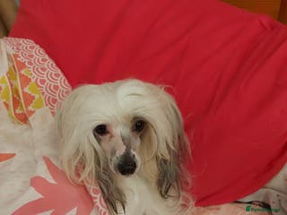 Chinese Crested dogs KC registered Male puppy - Advert 3