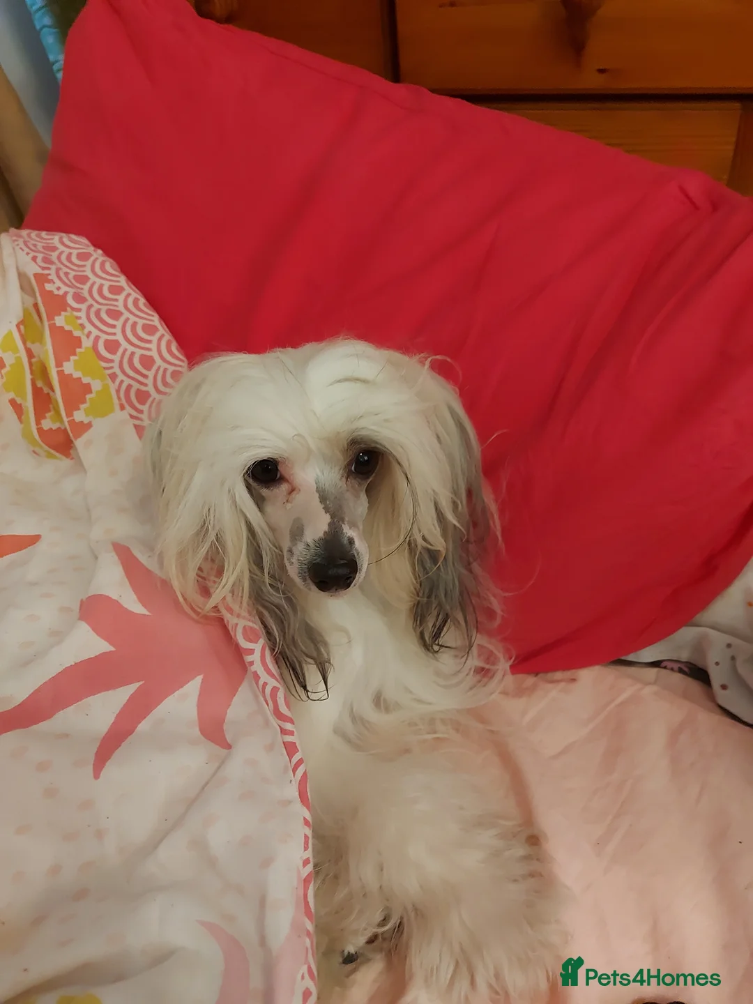 Chinese Crested dogs for sale: KC registered Male puppy  - Advert 1