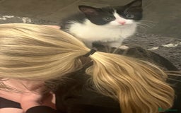 Mixed Breed cats for sale: Beautiful female kitten  - Image 5