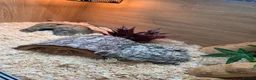 Corn Snake reptiles for sale: 2 cornsnakes full setup  in Ashton-under-Lyne - Advert 10