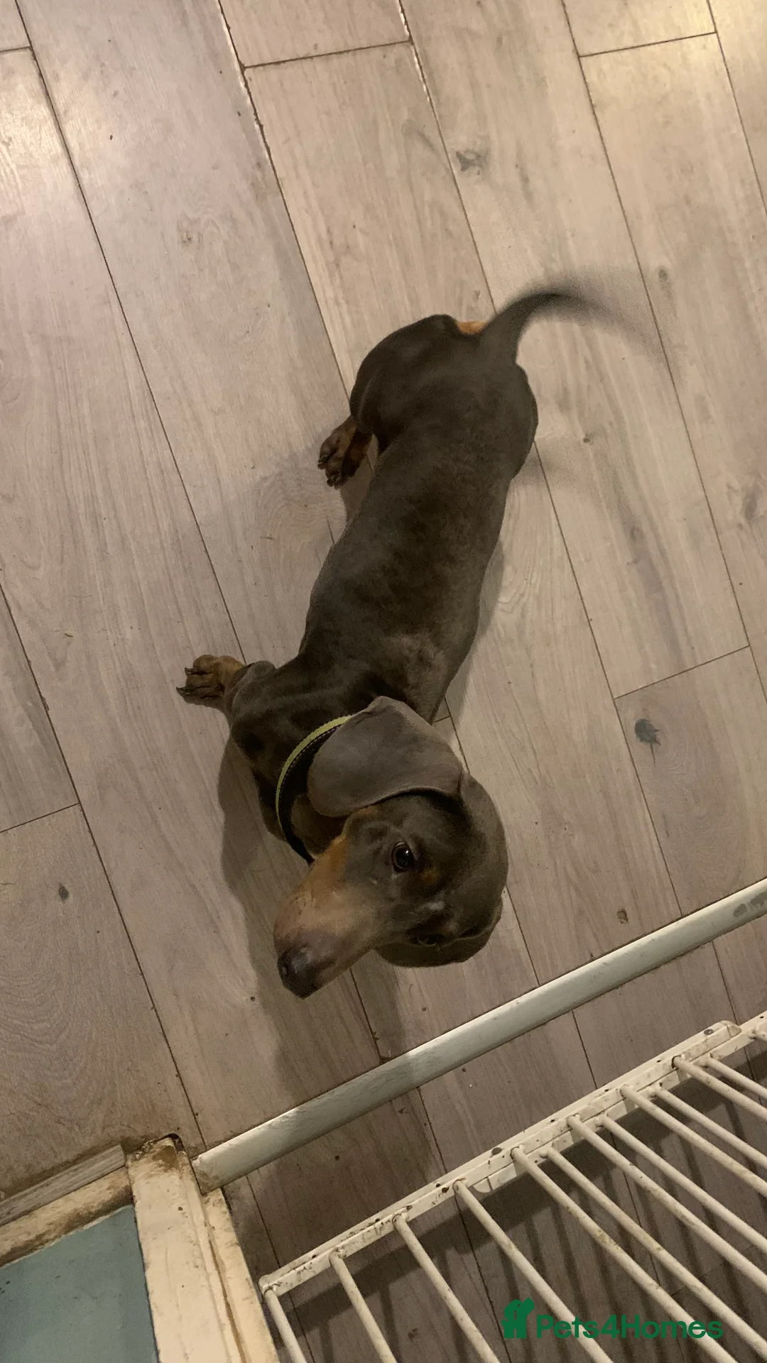 Dachshund dogs for stud: Blue Dachhund Proven Stud & Isabella cream stud, in Swansea - Advert 27