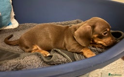 Miniature Dachshund dogs for sale: KC Registered Miniature Dachshund Puppies For Sale - Image 8