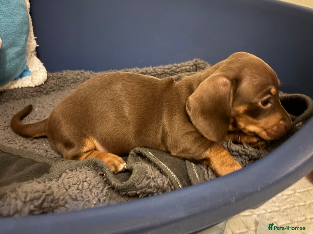 Miniature Dachshund dogs for sale: KC Registered Miniature Dachshund Puppies For Sale - Image 8