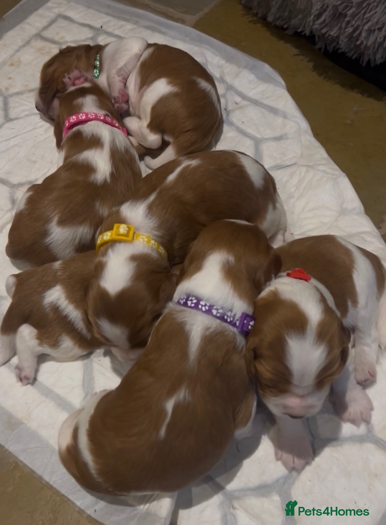 Welsh Springer Spaniel dogs KC Registered puppy 1 boy available  - Advert 7