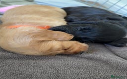 Cocker Spaniel dogs for sale: Cocker spaniel puppies for sale  - Image 11
