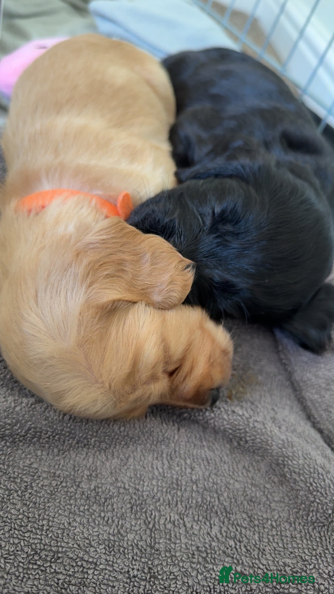 Cocker Spaniel dogs for sale: Cocker spaniel puppies for sale  - Image 11
