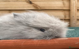 Lionhead rabbits for sale: 2 male left. 6 females  - Image 32