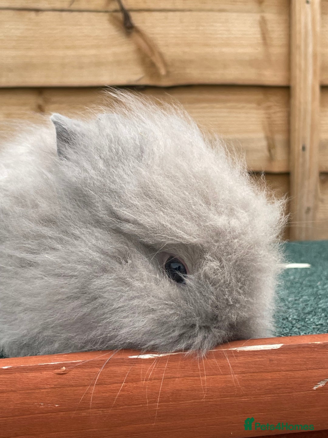 Lionhead rabbits for sale: 2 male left. 6 females  - Image 32