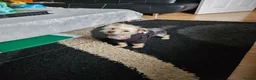Yorkshire Terrier dogs for sale: Rocky and roxy - Advert 13