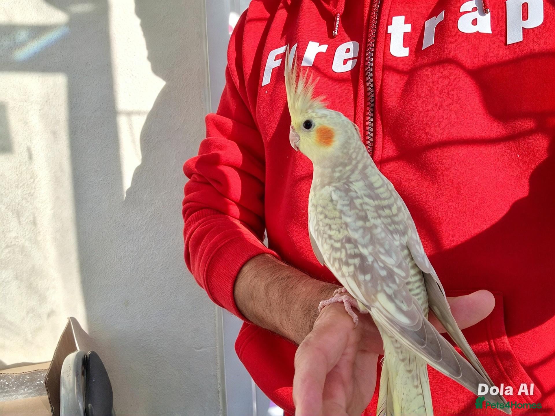 Cockatiels birds Super silly hand tamed baby cockatiel - Advert 5