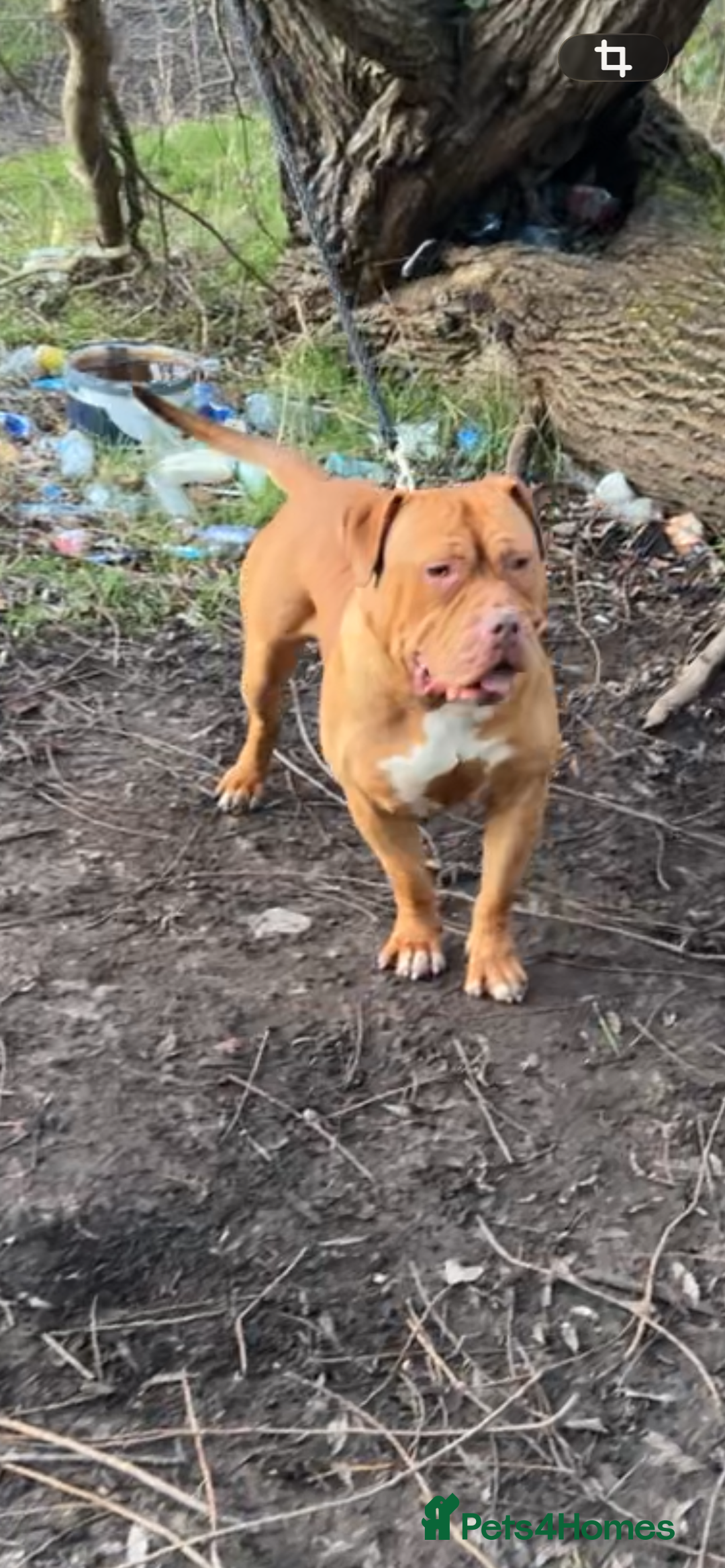 Boerboel dogs for stud: Boerboel male stud - Advert 1