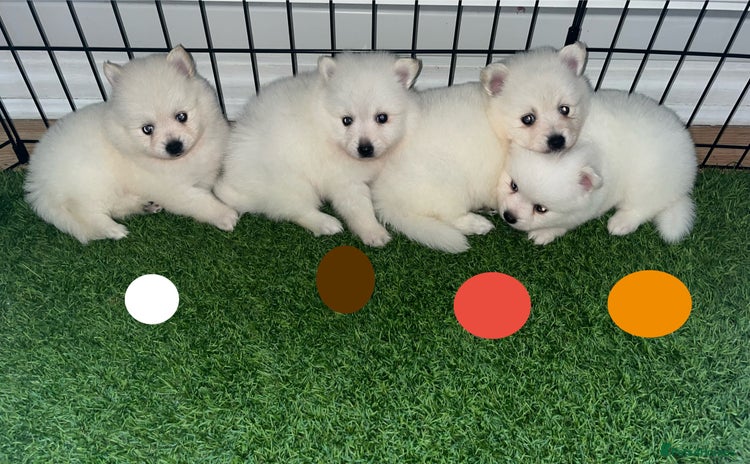 Japanese Spitz dogs - Advert 1