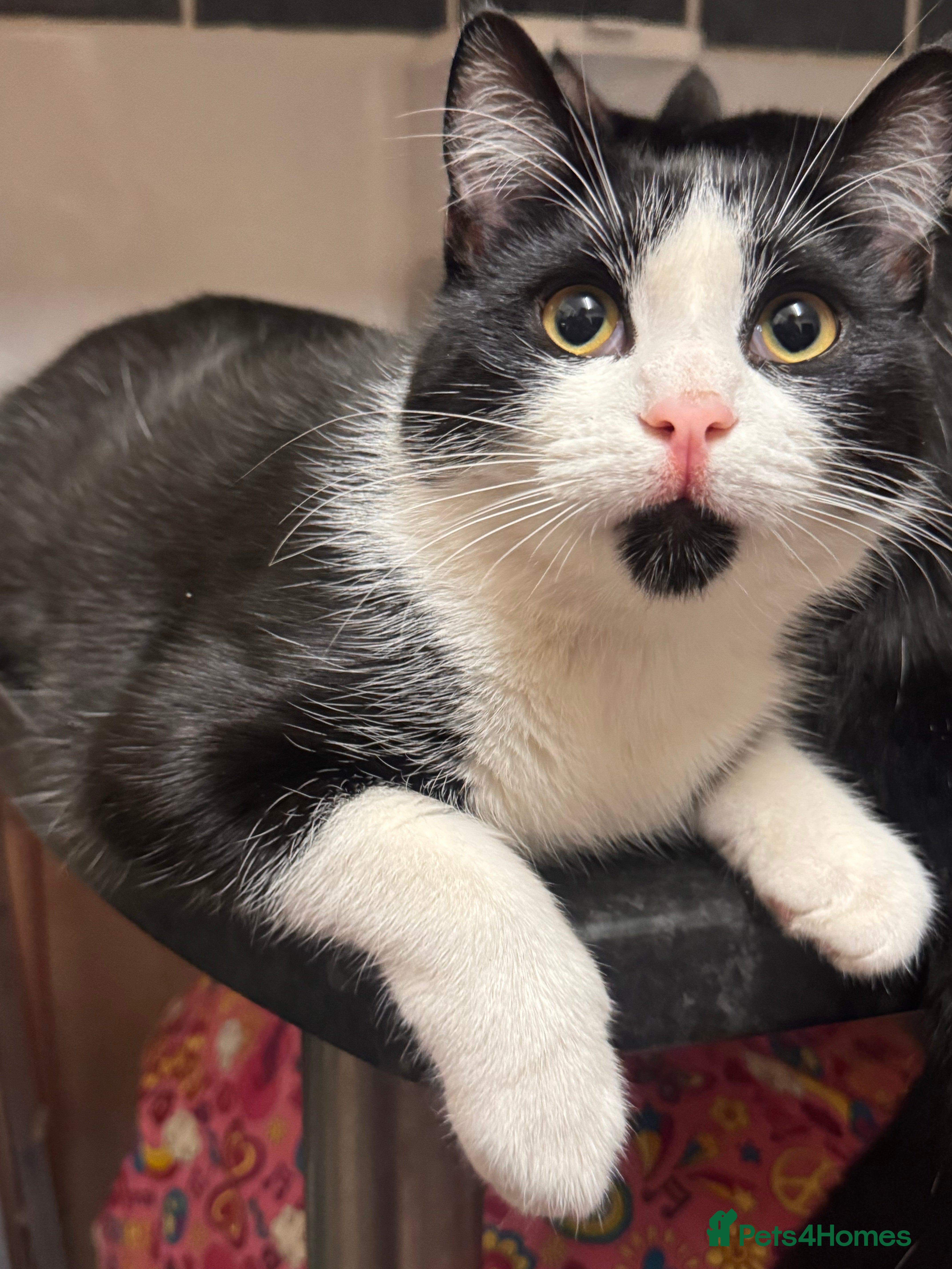 Mixed Breed cats Two male 8 month old kittens  - Advert 1