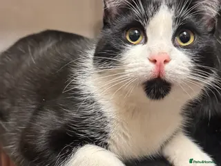 Mixed Breed cats Two male 8 month old kittens - Advert 1