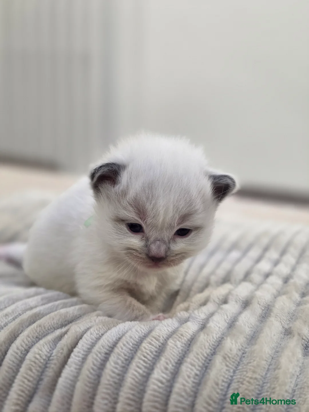 Ragdoll cats for sale: Zamir Ragdoll Family - Advert 2