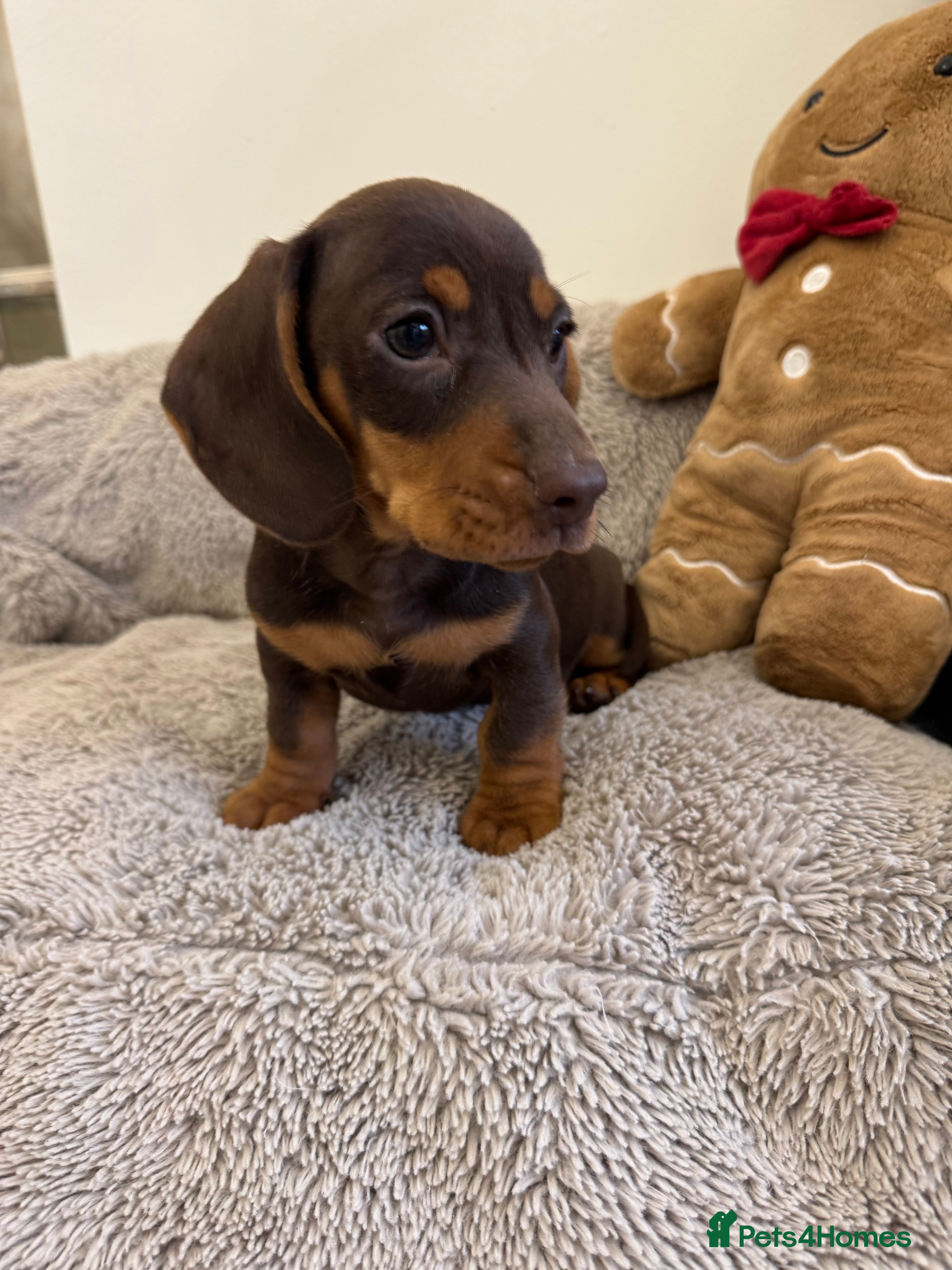 Miniature Dachshund dogs Miniature dachshund  - Advert 1