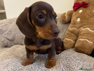 Miniature Dachshund dogs Miniature dachshund - Advert 2