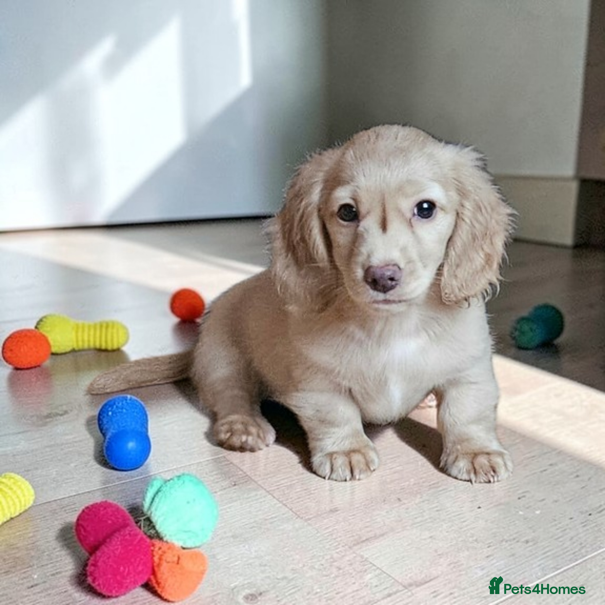 Miniature Dachshund dogs  🔥  last girl available 🔥 🔥  - Advert 14