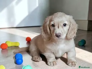Miniature Dachshund dogs ๐ฅ last girl available ๐ฅ ๐ฅ - Advert 14
