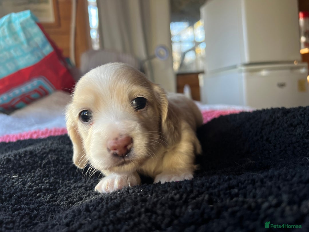 Dachshund dogs for sale:  Cream long haired miniature Dachshund - Image 16