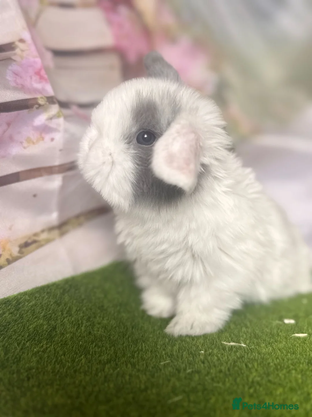 Mini Lop rabbits for sale: Pure bred mini lops  - Advert 2