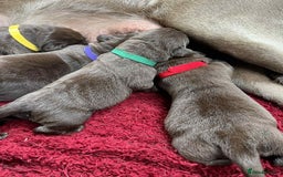 Labrador Retriever dogs for sale: KC SILVER/CHOCOLATE PEDIGREE LABRADOR PUPIES - Image 2
