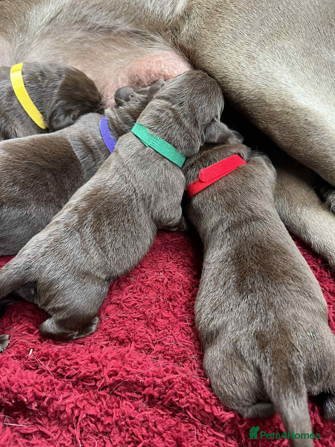 Labrador Retriever dogs for sale: KC SILVER/CHOCOLATE PEDIGREE LABRADOR PUPIES - Image 2