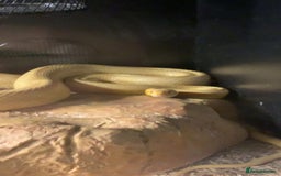 Corn Snake reptiles for sale: Corn snakes for sale - Image 15