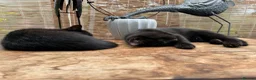 Mixed Breed cats for sale: Two black kittens 9 weeks  - Advert 6