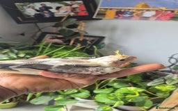 Cockatiels birds for sale: Lovely birds babyies - Image 6
