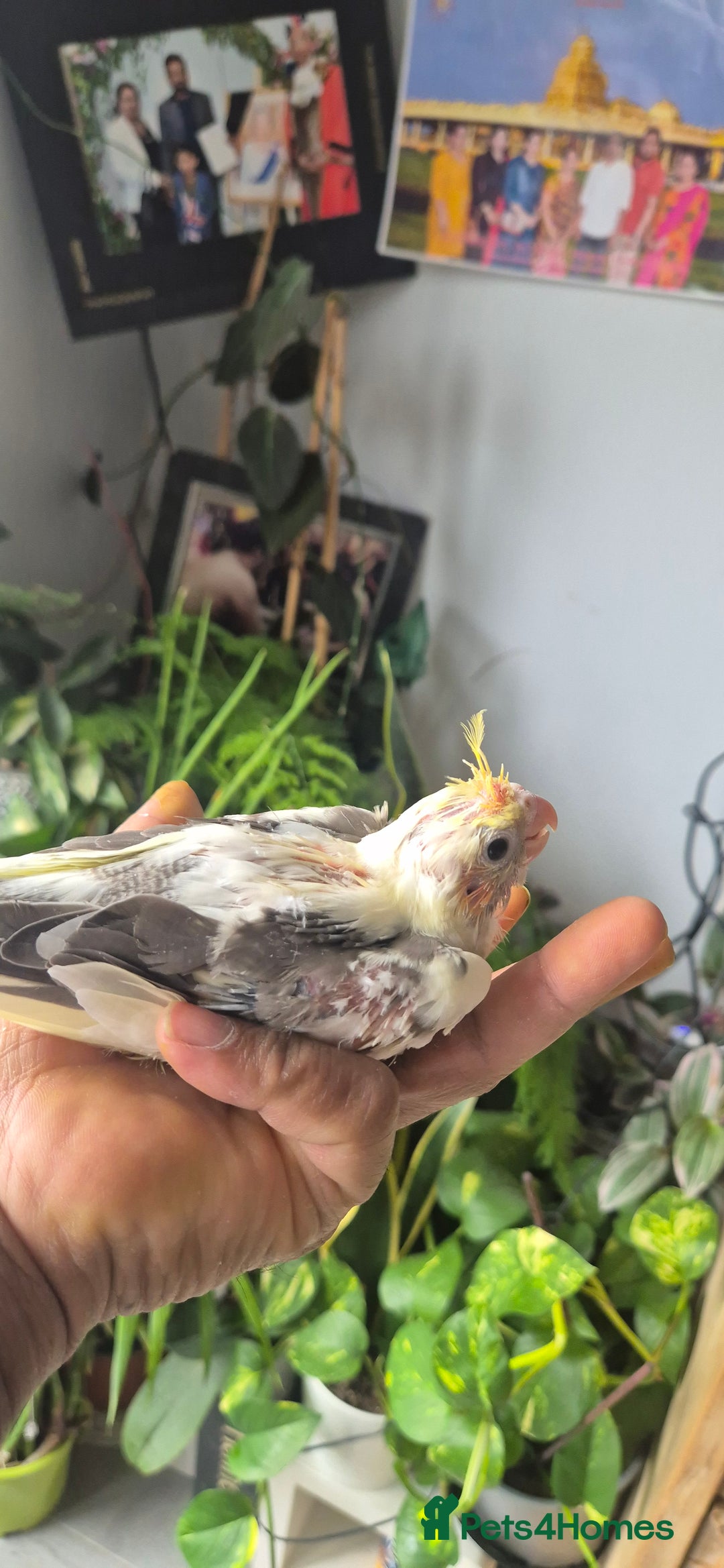 Cockatiels birds for sale: Lovely birds babyies - Image 6