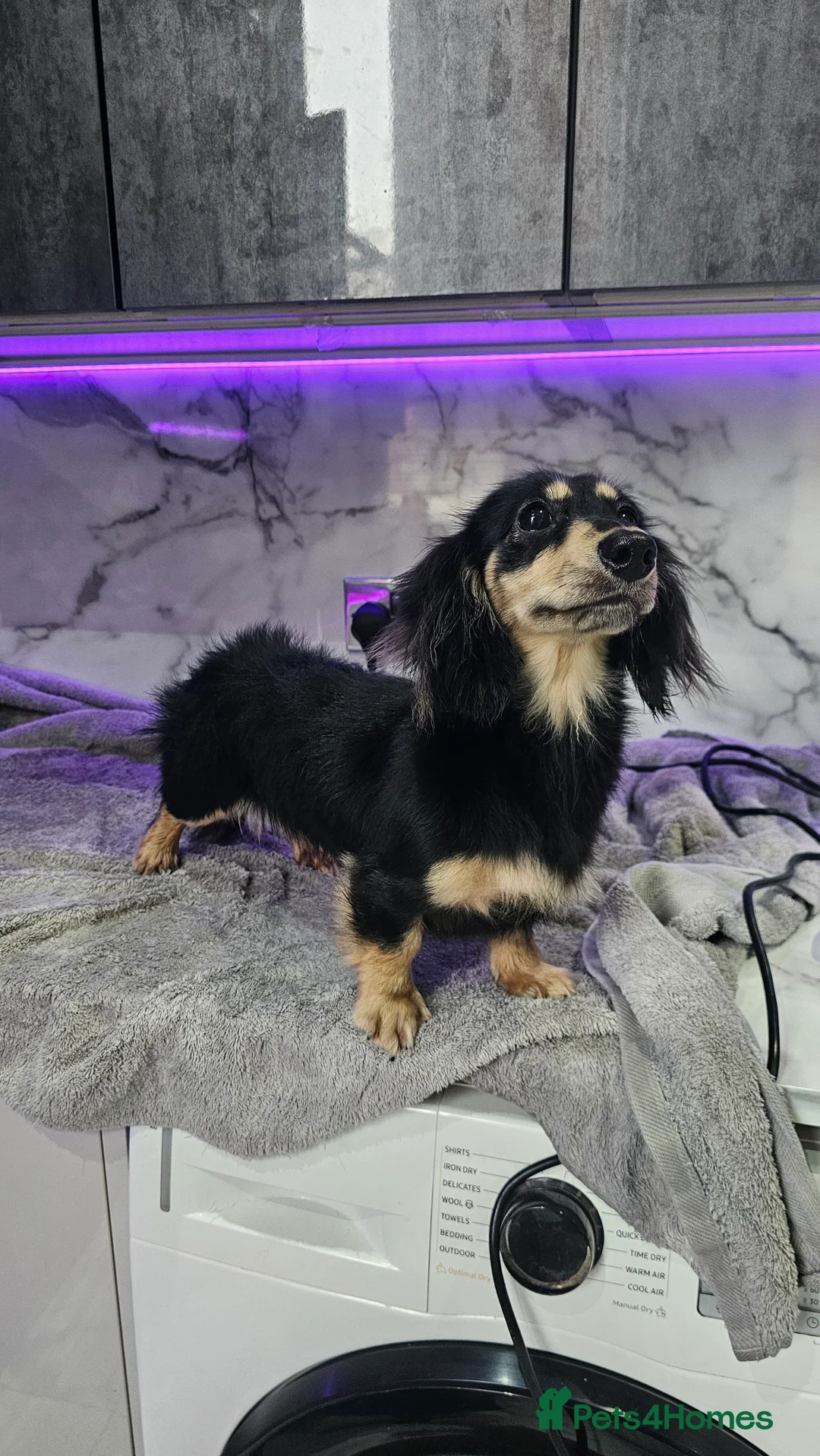 Miniature Dachshund dogs for stud: Cream Long-haired miniature Dachshund kc reg in Blackburn - Advert 19