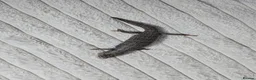 Skink reptiles for sale: Proven Female pink tounge skink - Advert 5