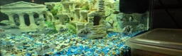 Cichlids fish for sale: Polar blue parrots in Aylesbury - Advert 4