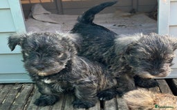Mixed Breed dogs for sale: Stunning Wowzer pups  - Image 7
