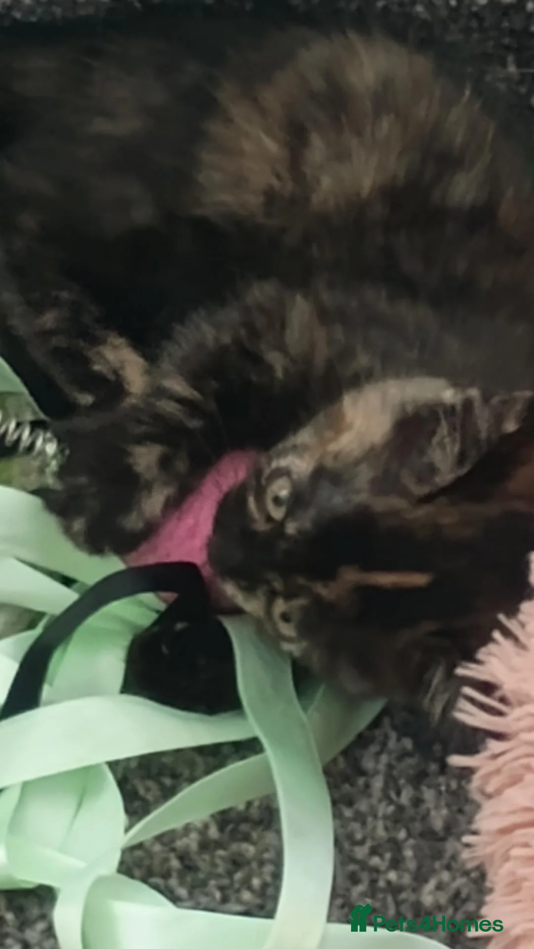 Mixed Breed cats for sale: Last female kitten - Advert 5