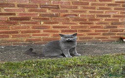 British Shorthair cats for sale: 3 British Shorthair Boys   - Image 4