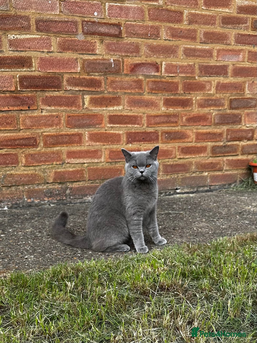 British Shorthair cats for sale: 3 British Shorthair Boys   - Image 4