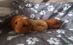 Guinea Pig rodents for sale: Female baby guinea pigs  - Image 2