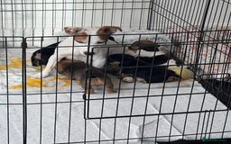 Jack Russell dogs for sale: Tri coloured Jack Russell puppies 🐶 - Image 9